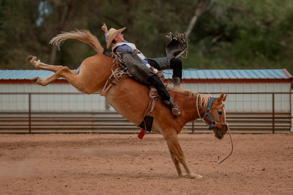 Rodeo Team Horse